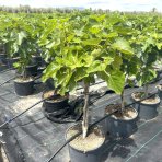 Figovník obyčajný (Ficus carica) DUO - ´BLACK AND WHITE´ - výška 50-70 cm, kont. C7,5L (-20°C)